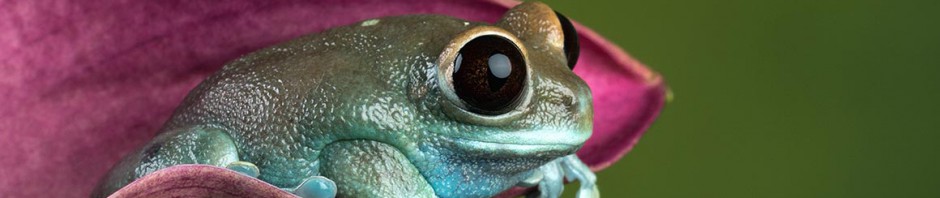 frog-eyes-chubby-frog-flower-full-width